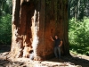 Giant Sequoia in der Tuolomne Grove