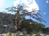 Baum am Monte Rotondo