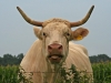 Kuh - Wachtendonk