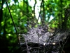 Spinnennetz, Wankum (Wankumer Heide)