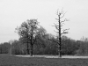 Bäume am Niederrhein