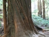 Redwood Mammutbaum
