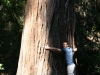 Mittelgroßer Redwood